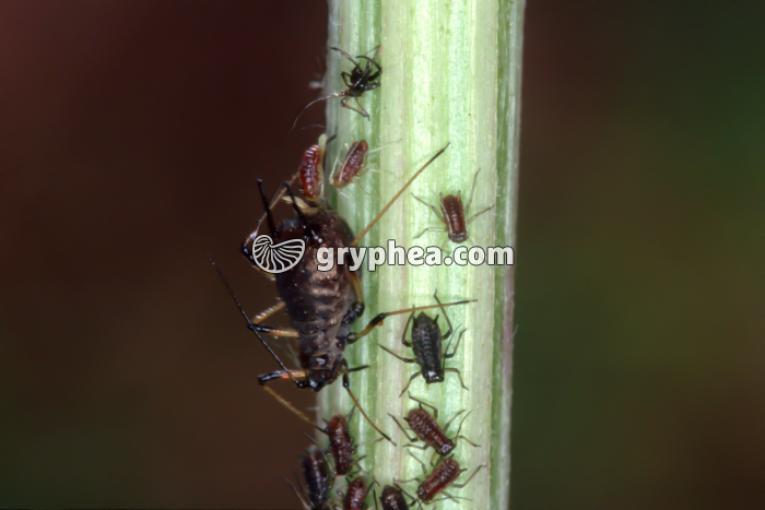 Pucerons - parthénogénèse - gryphea.com